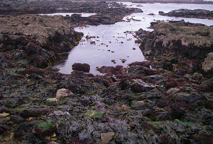 This is the sort of place to fish but your cast must be accurate or you'll snag the ledges.