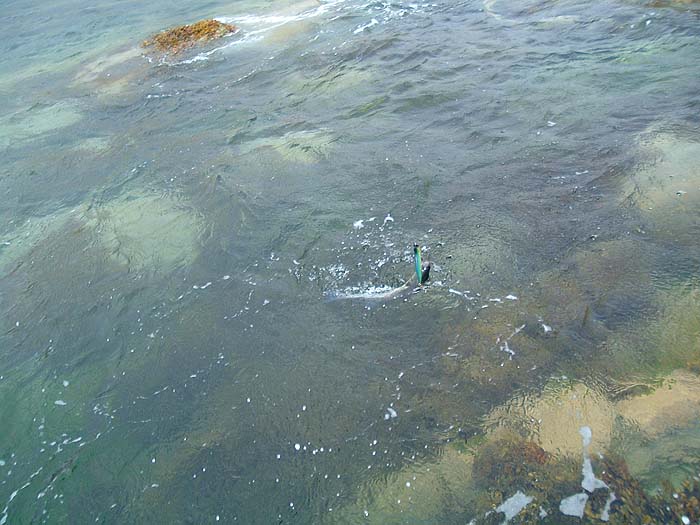 With rocks and weed visible just under the surface this is an ideal bass spot.
