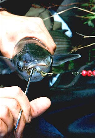 So much for soft mouthed mullet.  The forceps are an essential if you use barbed hooks.