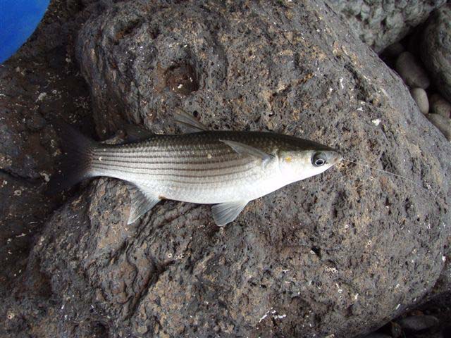 I guess it's a golden grey. Any mullet club experts know for sure?