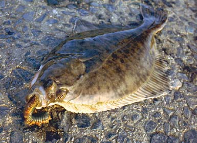 This fish was taken in winter from the estuary of the Dorset Frome.