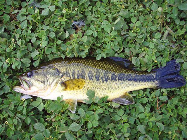 These North American emigrants are obviously not difficut to catch from what Dave says.