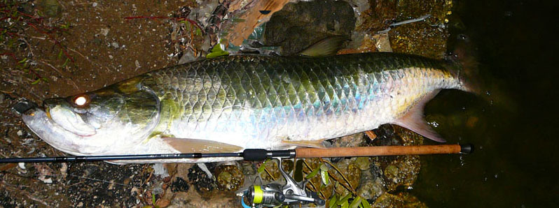 I reckon it was about five feet long (judging from the rod) and probably 60-70 pounds.