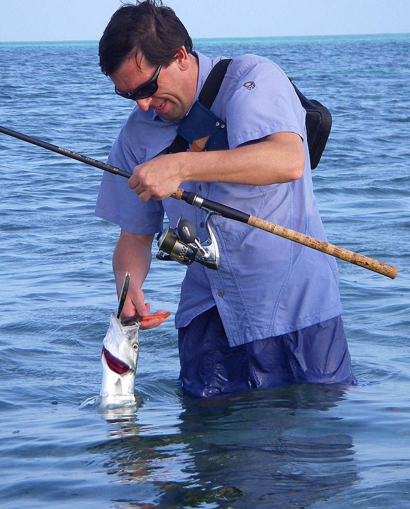 Even smallish fish like this one have to be treated with respect if you want to preserve your fingers. Note the turtle grass just under the surface.