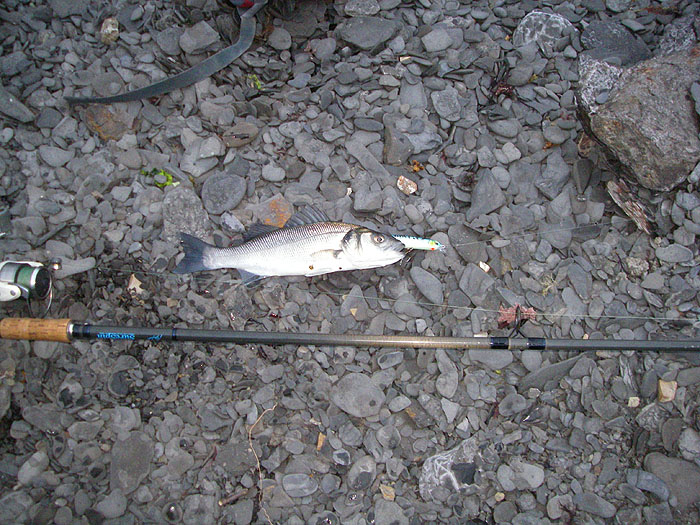 This one took my plug fiercely and fought hard for its size.