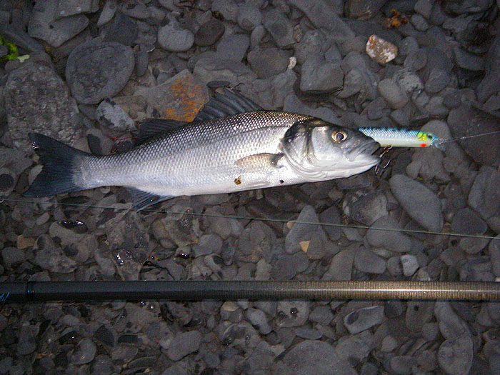 Just as attractive as its big brothers and sisters (but not quite as welcome).