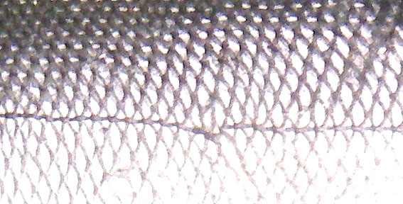 Typical 'mirror' camouflage of a fish that swims near the surface in open water.  Since it reflects the surroundings this probably works just as well near the sea bed.