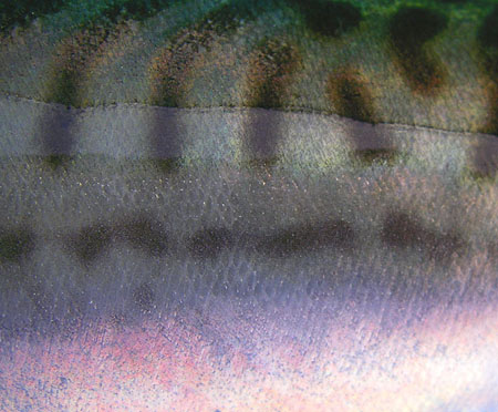 Another open water fish but in this case the ripple pattern on the back is probably a defence against gannets and other diving birds.