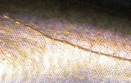 These fish ambush prey from the shelter of kelp and they are more or less kelpy coloured along the back.