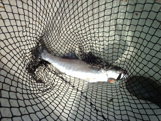 I like the net - I'm always getting my boot in the picture as well.