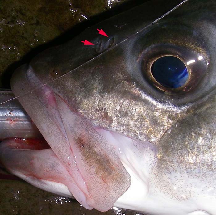 The water goes in through one hole and comes out of the other.