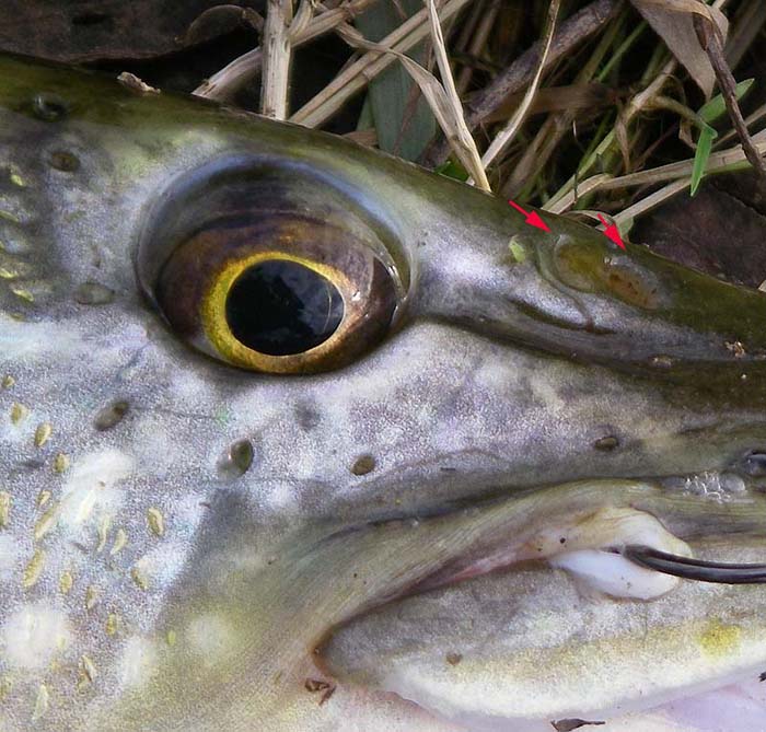 Even though the pike is essentially a sight feeder it has a well developed 'nose'.