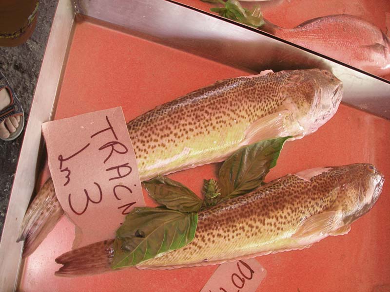 These fish are supposed to reach a maximum length of 40cm but these were much bigger (perhaps 4kg).  Note that the poisonous dorsal fin has been cut off.