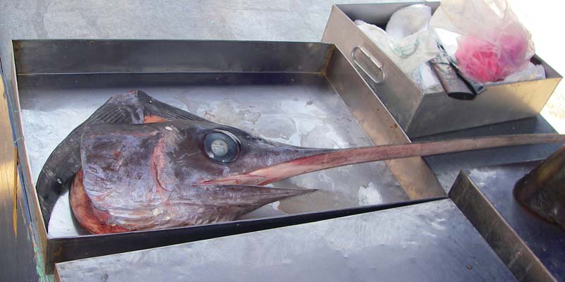 Popular food fish but whether this head was for sale I'm not sure.