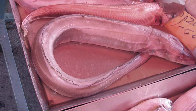 They don't reach the size of our own conger eel.