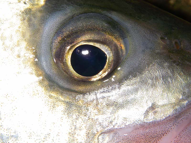 note the big fixed pupil - good for seeing in poor light.