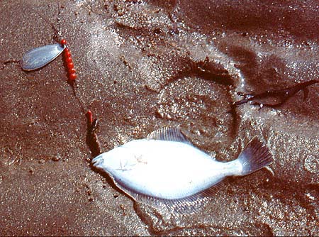 The blade is a number four and the spoon body consists of light plastic beads so that it is possible to spin quite slowly.