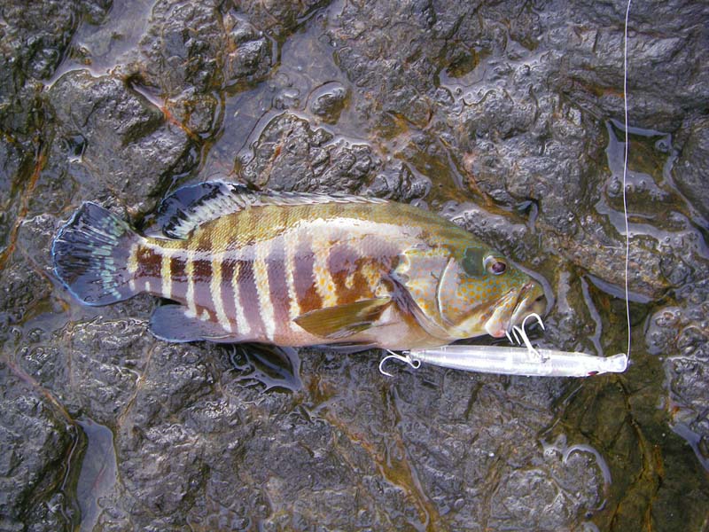 These fish were pretty common around the rocks.