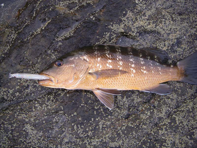 We had a few decent snappers and they fight like stink.