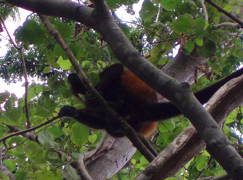 Why do these animals never pose for the camera?