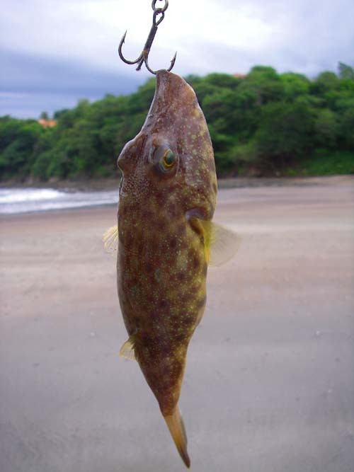 This one took a plug but most of them were caught on crabs.