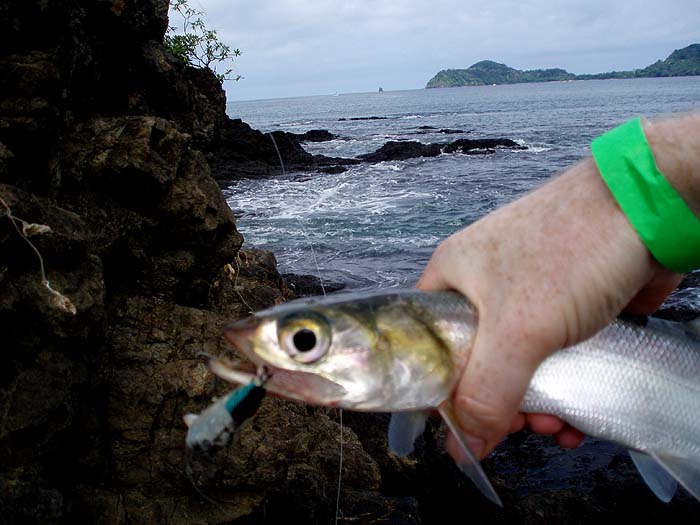 Small shallow-diving plugs were murder for these fast moving fish.  I couldn't get a sniff on the fly.
