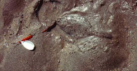 Although they were mostly small big flounders do take the spinners and it may be worth scaling up the size of the spoons.