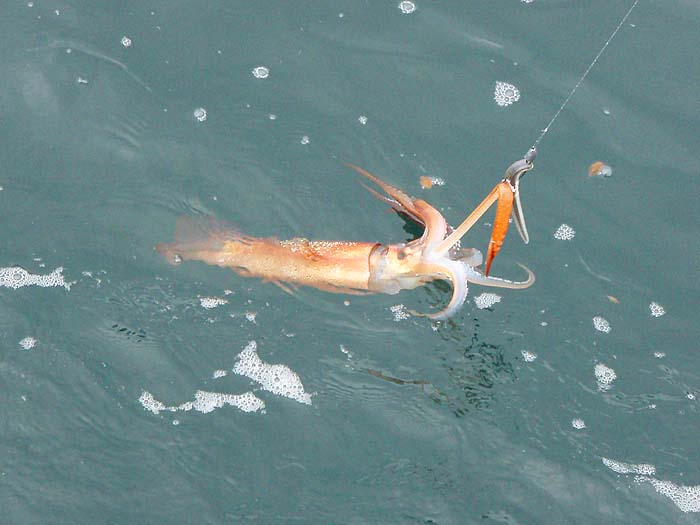 The antipodean squid obviously look and behave just like ours.