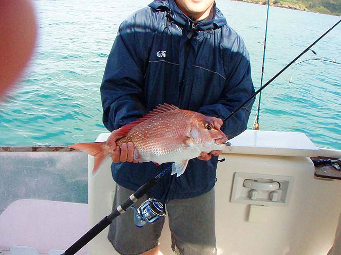 Look at the colours on that fish.