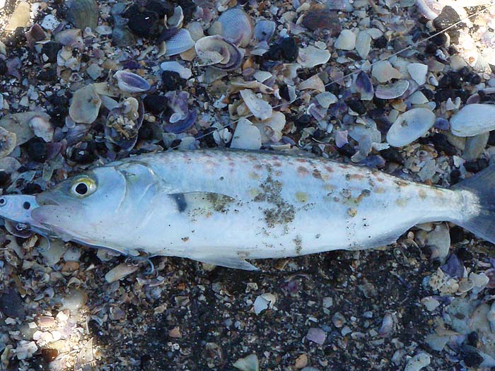 They make me think - 'big mackerel'.