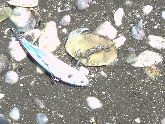 I've hooked a few shrimps and prawns over the years but it's unusual.  Such abundant animals MUST be good baits.