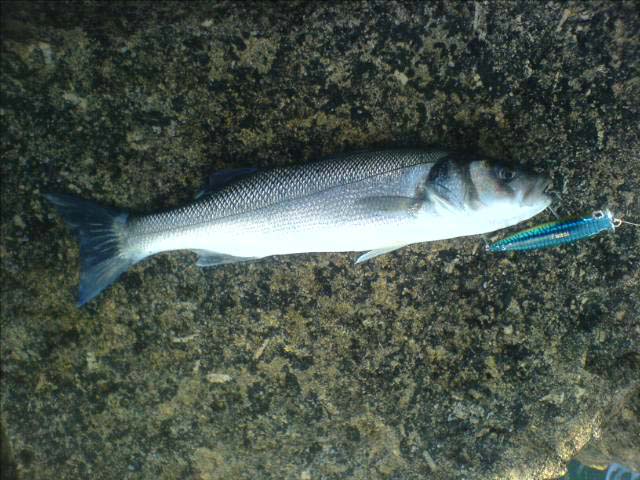 One of Ry's fish taken on a popper.