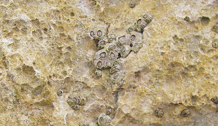 Once they're stuck on (by their heads) barnacles take some shifting.