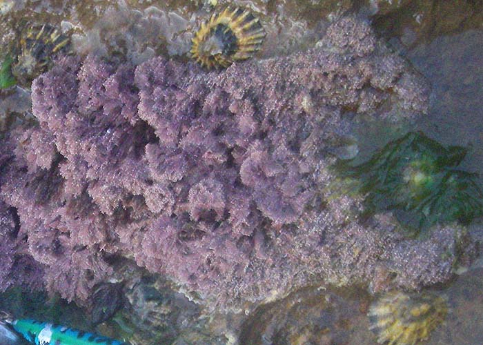 Limpets have grazed away the red algae from around their 'patch'..