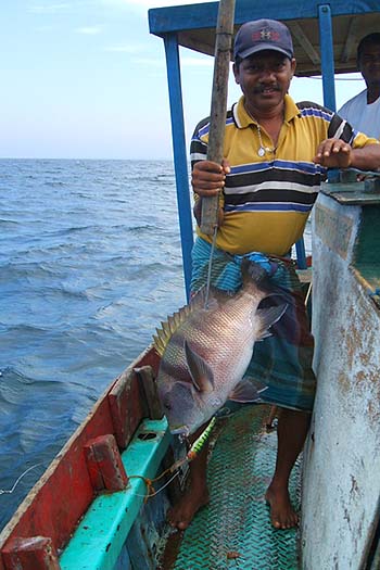 It looks like a Maori sea-perch - a type of hefty thick-lipped snapper.