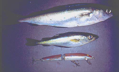 Both species are most easily caught as the light changes.