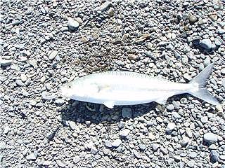 I think kahawai look like big fat mackerel.