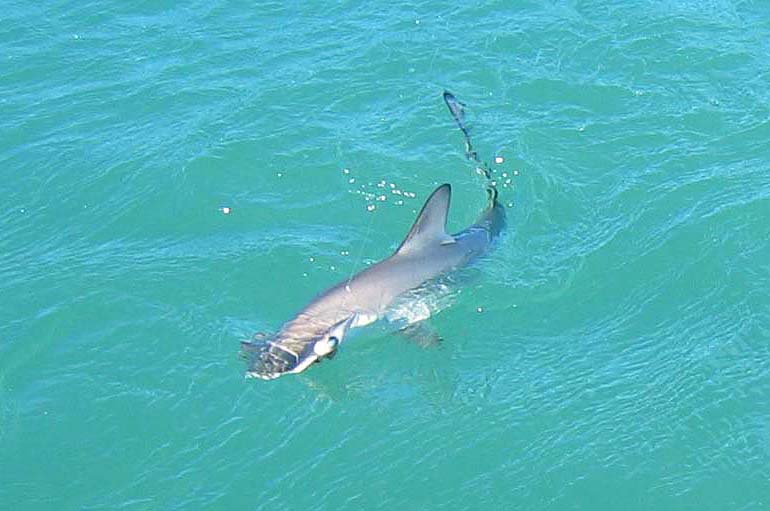 What a cracking fish.