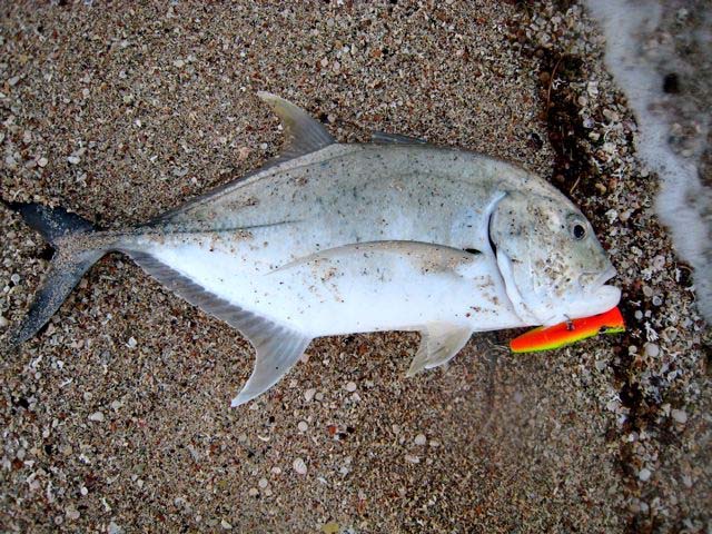 Clearly the same tactics are effective whichever ocean you're fishing for jacks/trevally in.  This looks like a small 'giant trevally' to me but I could be wrong.