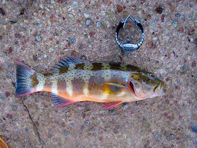 Obviously not a relative of our trout but a spectacular fish.  I think that there are several related species.