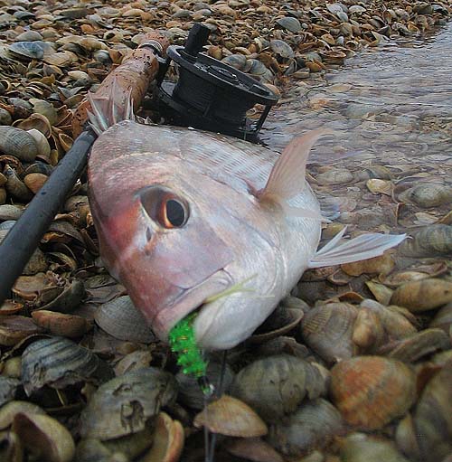 Doesn't the fish look good with that fly in its mouth?