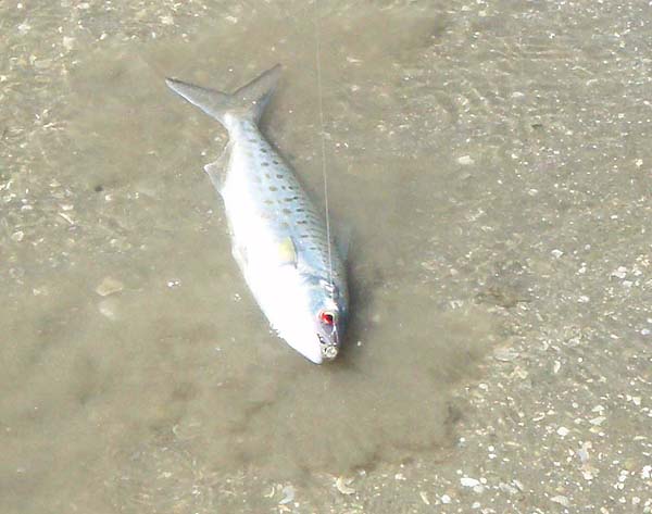 Note the 'blood' eye.  Alan says that it was not damaged by the line or the hook as far as he could tell.