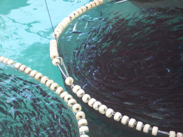 That's what I call a livebait bucket.