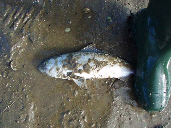 Even under a coat of mud they're fine, meaty fish.