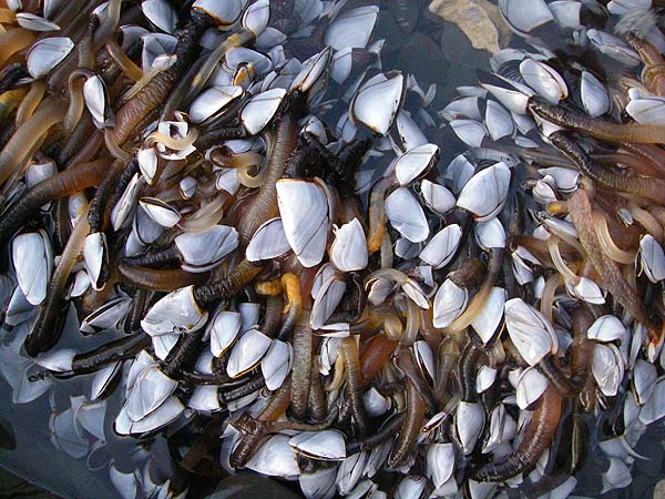 These look nice and juicy.