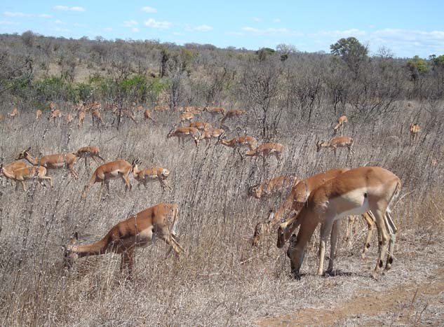 These little antelopes (note the black 'ankle socks')are abundant everywhere and seem to be the main prey of many other animals.