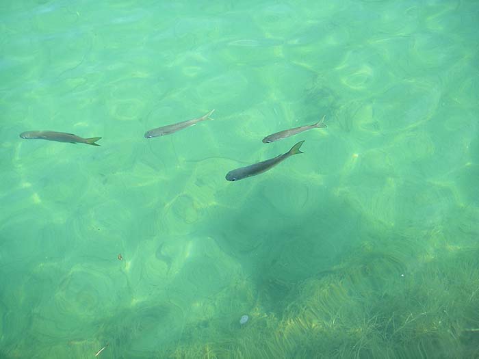 There were also some large flathead mullet and grass carp in the lake as well as gobies and moonys.