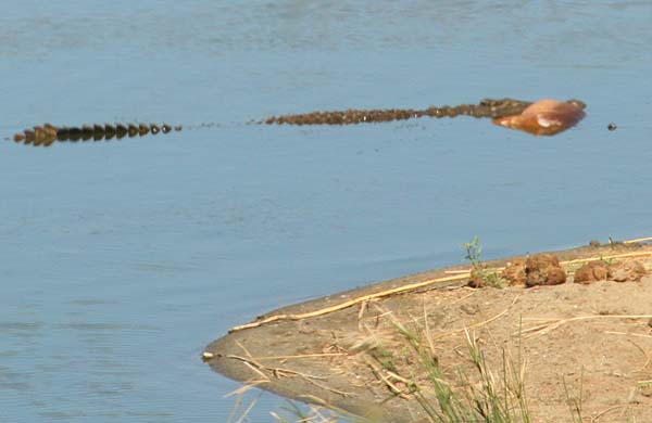 This large crocodile had just captured an impala antelope when we arrived on the scene.