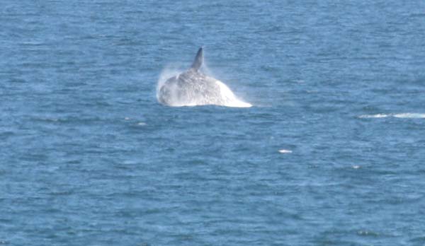 Tricky to photograph but this one is just crashing back after a 'jump'.