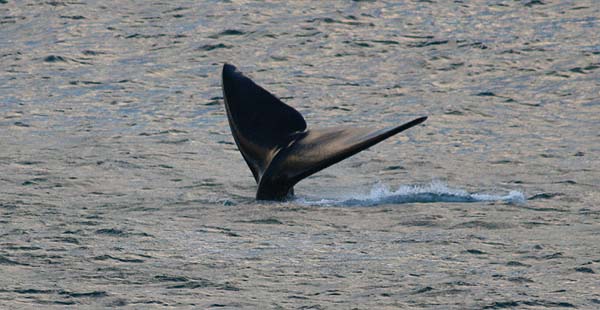 We saw lots of these fantastic creatures from the shore.  This one was just giving a wave before it submerged.